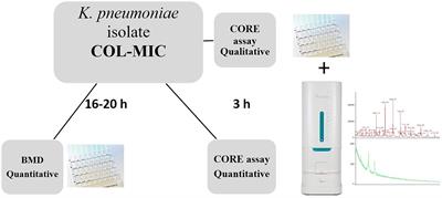 “CORE” a new assay for rapid identification of Klebsiella pneumoniae COlistin REsistant strains by MALDI-TOF MS in positive-ion mode